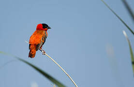 Northern Red Bishop