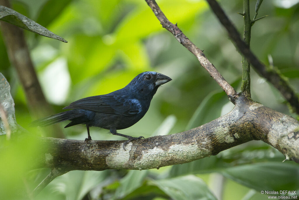 Blue-black Grosbeak male adult