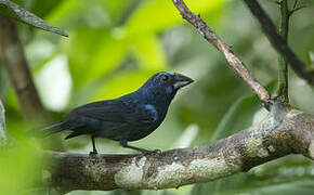 Blue-black Grosbeak