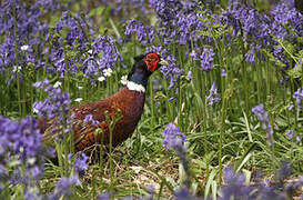 Common Pheasant