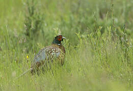 Common Pheasant