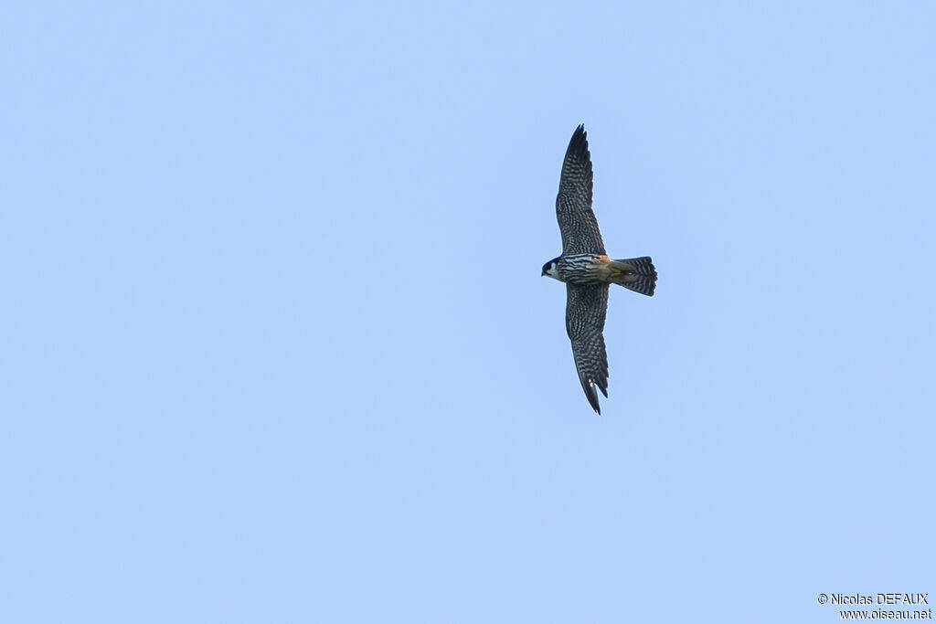 Eurasian Hobby, Flight