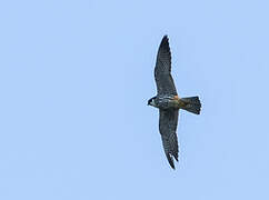 Eurasian Hobby