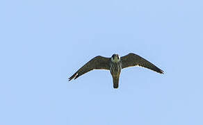 Eurasian Hobby