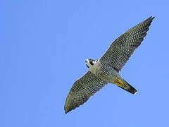 Peregrine Falcon