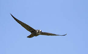 Peregrine Falcon