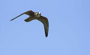 Peregrine Falcon