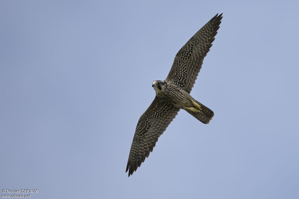 Peregrine Falconjuvenile, Flight