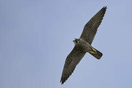 Peregrine Falcon