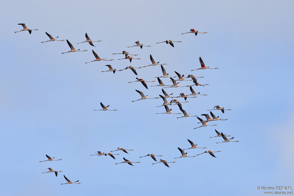 American Flamingo, Flight