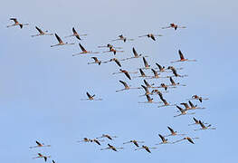 American Flamingo