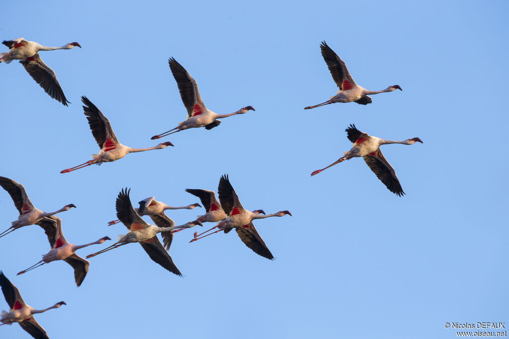 Lesser Flamingo, Flight