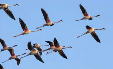 Flamant nain