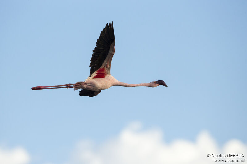 Lesser Flamingo, Flight