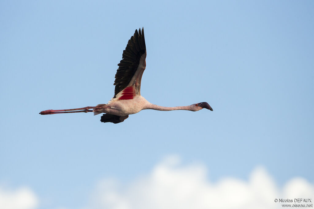 Lesser Flamingo, Flight