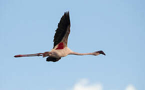 Lesser Flamingo