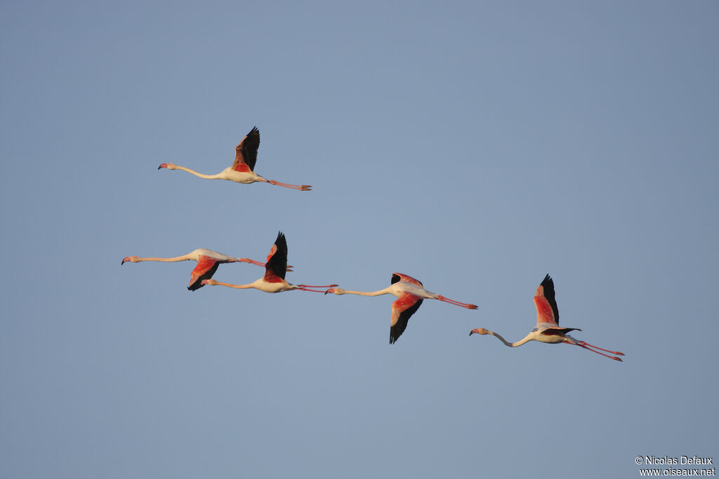 Greater Flamingo, Flight