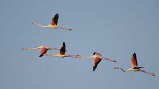 Greater Flamingo