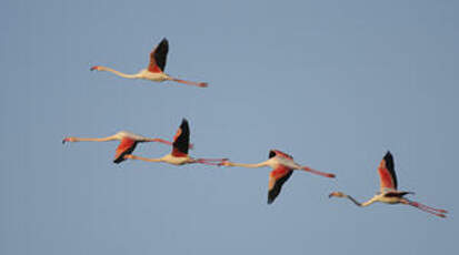 Flamant rose