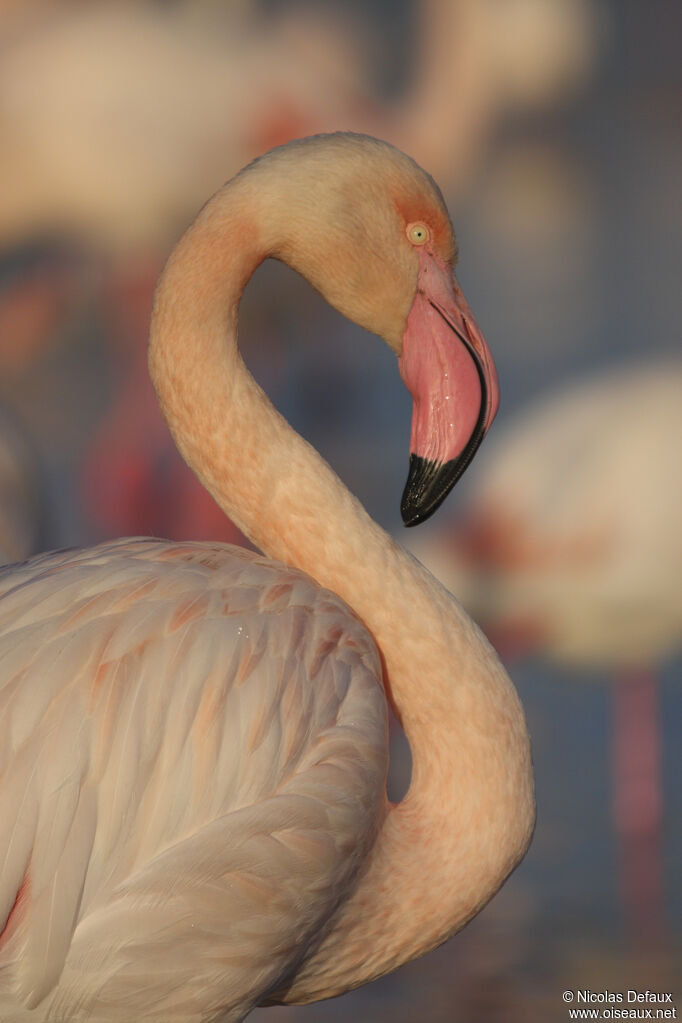 Greater Flamingo