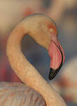 Flamant rose