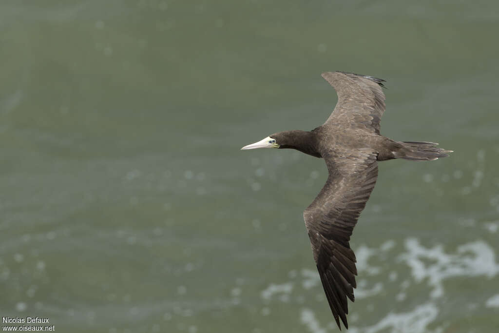 Brown Boobyadult, Flight