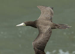 Brown Booby