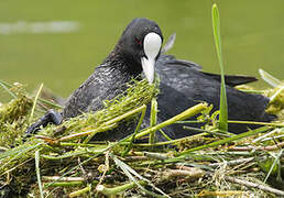 Eurasian Coot