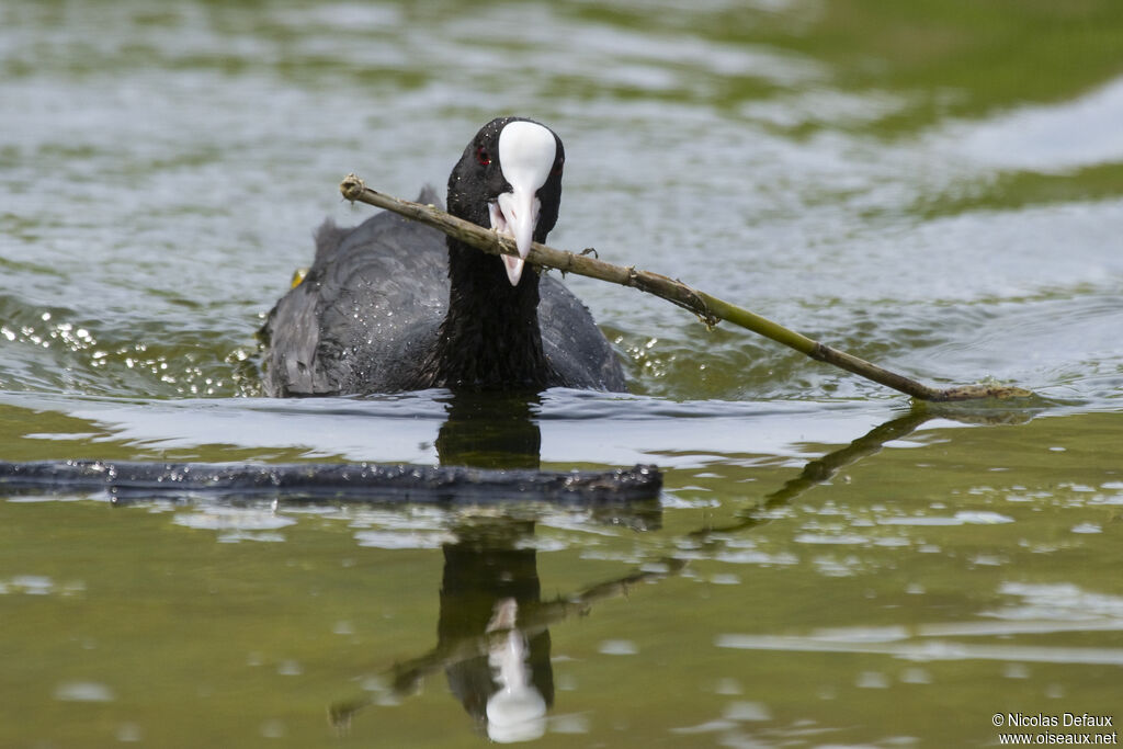 Eurasian Coot, Reproduction-nesting