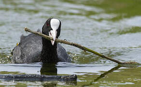 Eurasian Coot