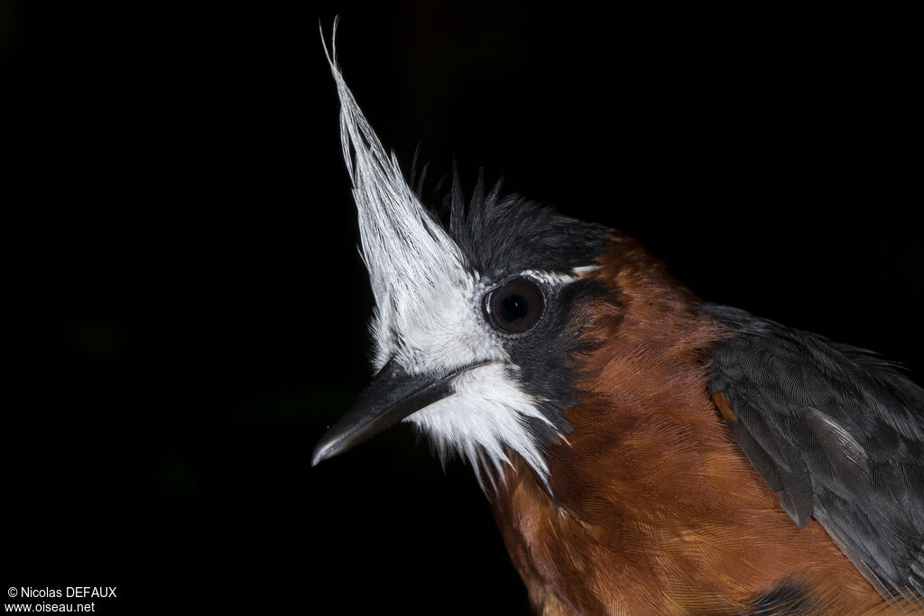 White-plumed Antbirdadult, close-up portrait