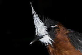 White-plumed Antbird