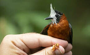 White-plumed Antbird