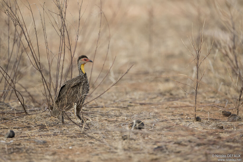 Francolin à cou jaune