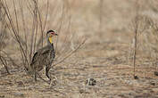 Francolin à cou jaune