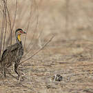 Francolin à cou jaune