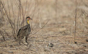 Yellow-necked Spurfowl