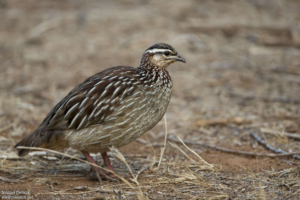 Crested Francolinadult, identification