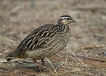 Francolin huppé