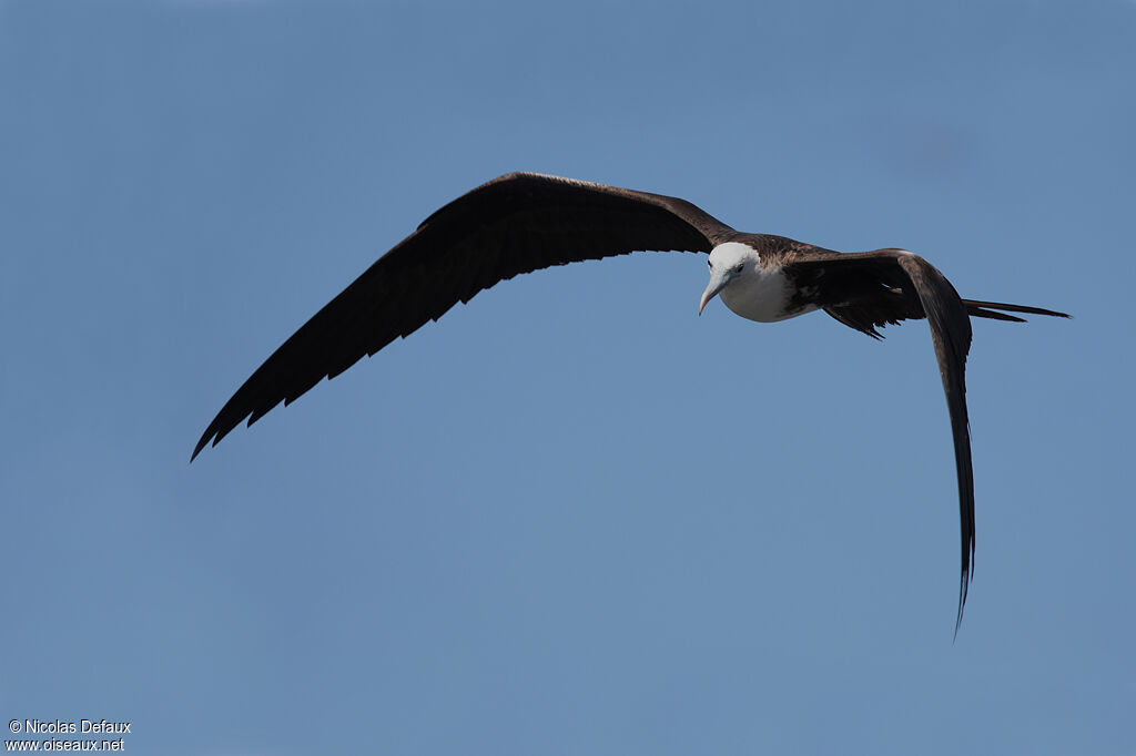 Magnificent Frigatebird, Flight