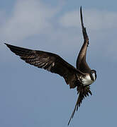 Magnificent Frigatebird