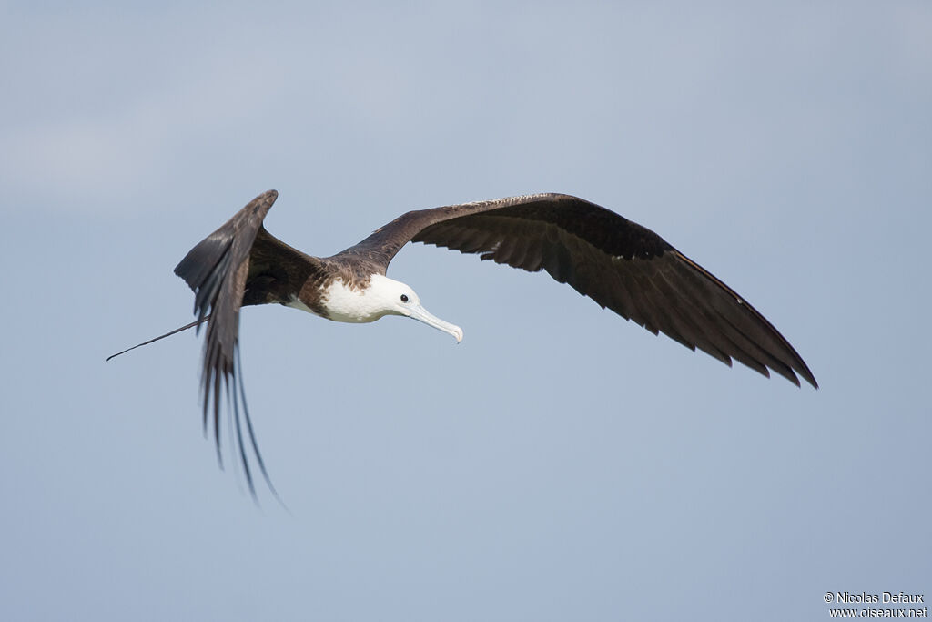 Magnificent Frigatebird, Flight