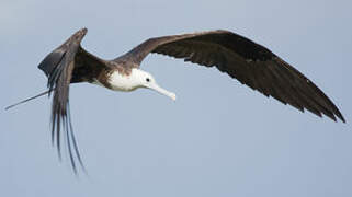 Magnificent Frigatebird