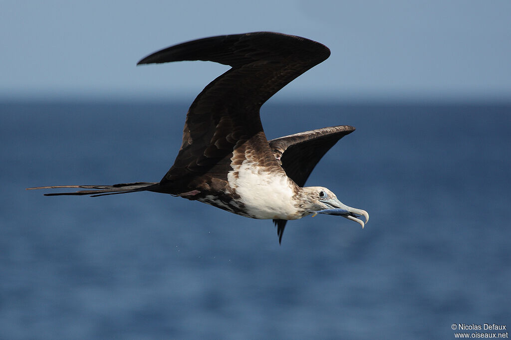 Magnificent Frigatebird, Flight