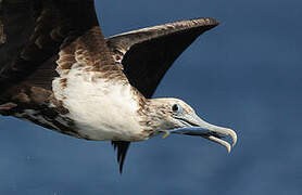 Magnificent Frigatebird