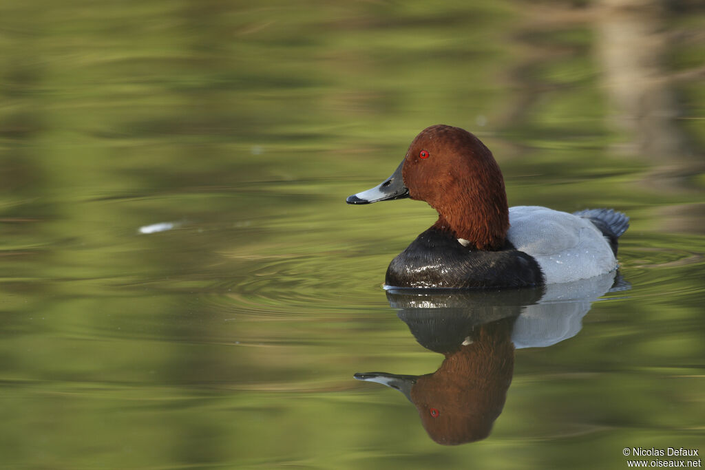 Common Pochard