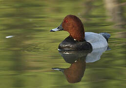 Common Pochard