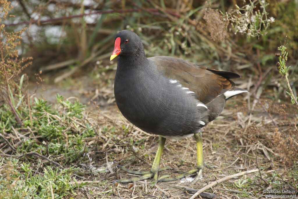 Gallinule poule-d'eau