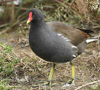 Common Moorhen