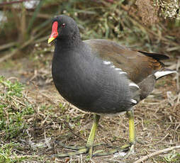 Gallinule poule-d'eau